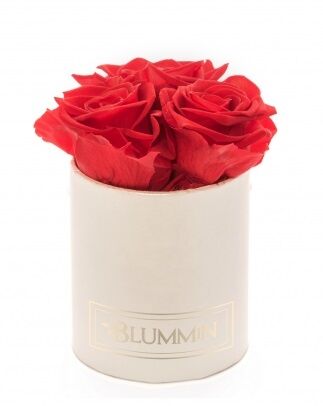 XS BLUMMiN - cream box with 3 VIBRANT RED roses - SLEEPING ROSES